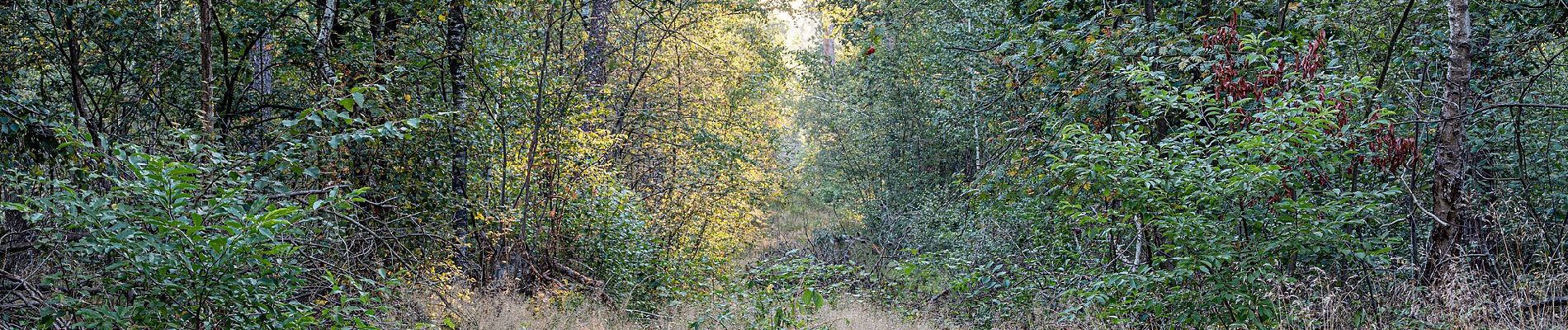 Tour Zu Fuß Dülmen - Linnert Rundweg A1 - Photo