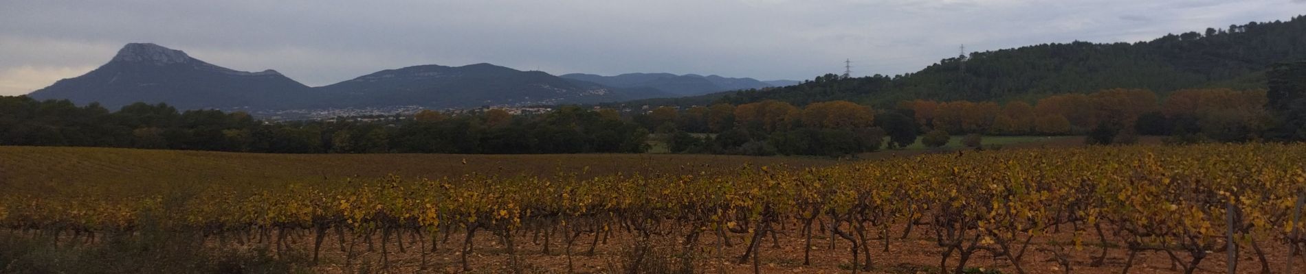 Percorso Sentiero La Crau - Le Fenouillet et château d' Hyères  - Photo