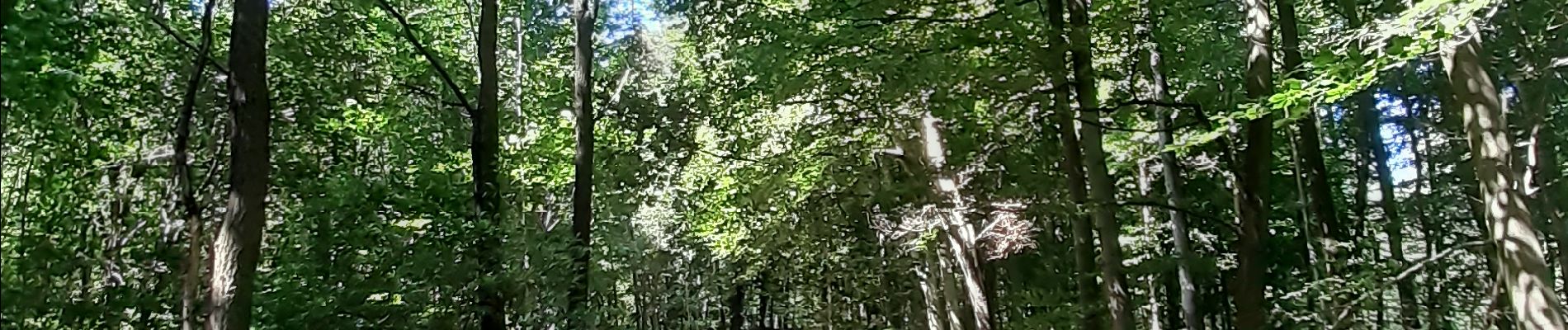 Randonnée Marche Braine-le-Comte - Papotages au bois - Photo