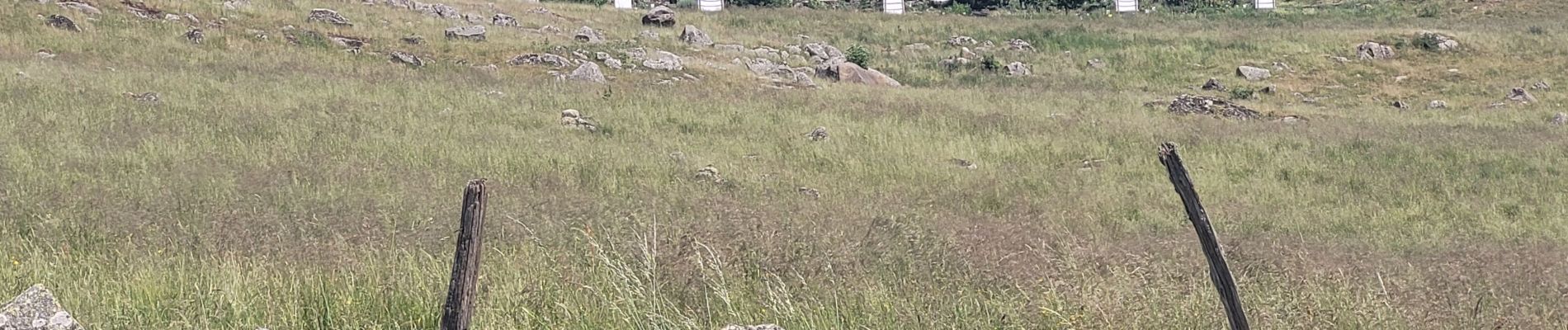 Tour Wandern Saint-Chély-d'Aubrac - st chely aubrac - Photo