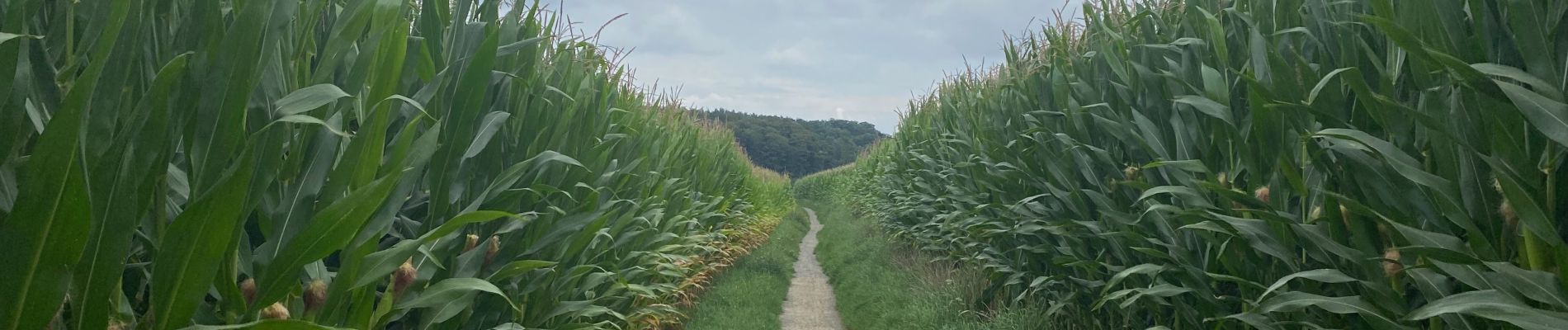 Tour Wandern Halle - S-GR Groene Gordel :  Halle - Groenendael - Photo