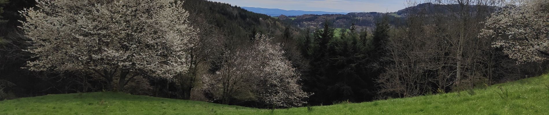 Trail Walking Chazelles-sur-Lavieu - Randonnée au dessus de Chazelles sur Lavieu  - Photo