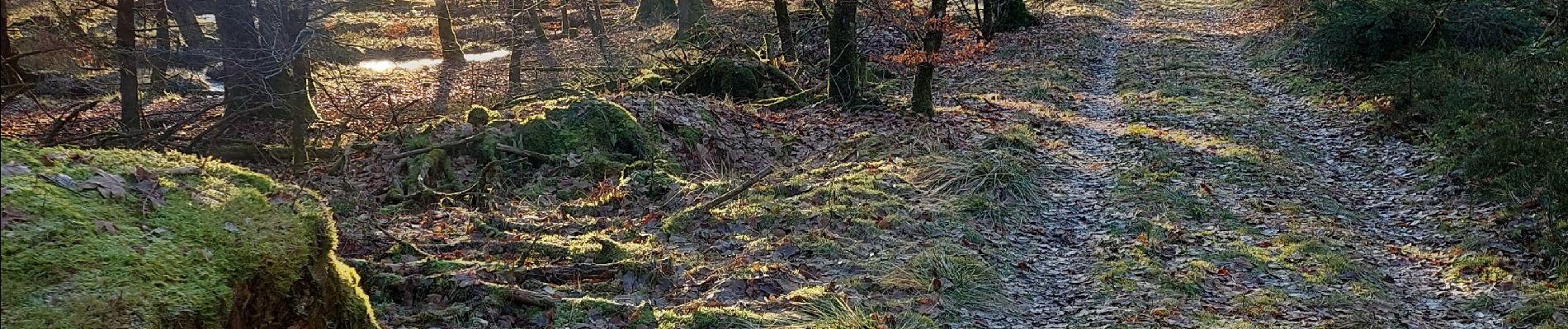 Randonnée Marche Martelange - Tour de la Goutelle des Bacs Boucle en foret d'Anlier  - Photo