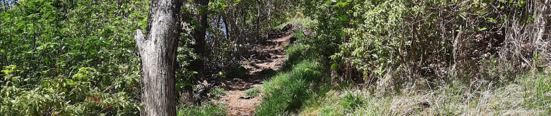 Percorso Marcia Sainte-Anne - Reconnaissance sur une partie du parcours.  - Photo