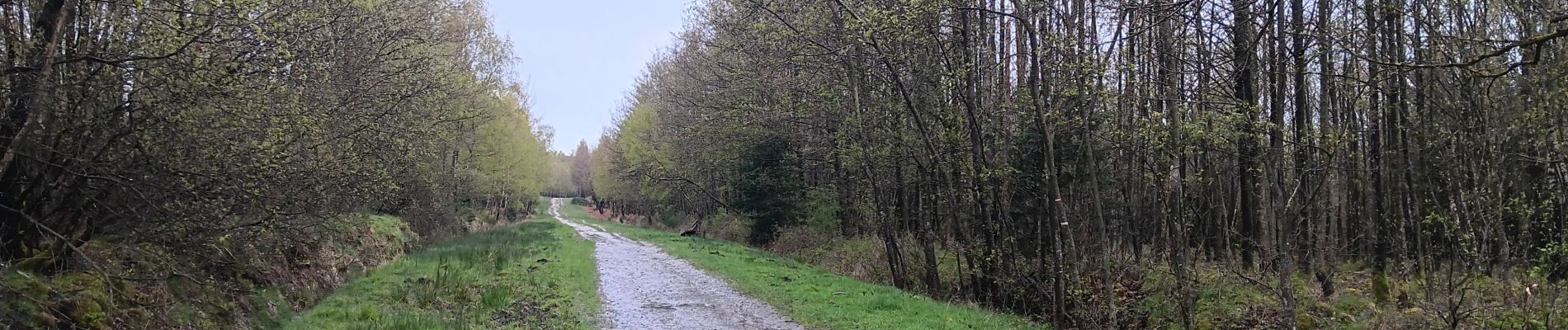 Tour Wandern Spa - de la Sauveniere à la Reine, autour de Malchamps  - Photo