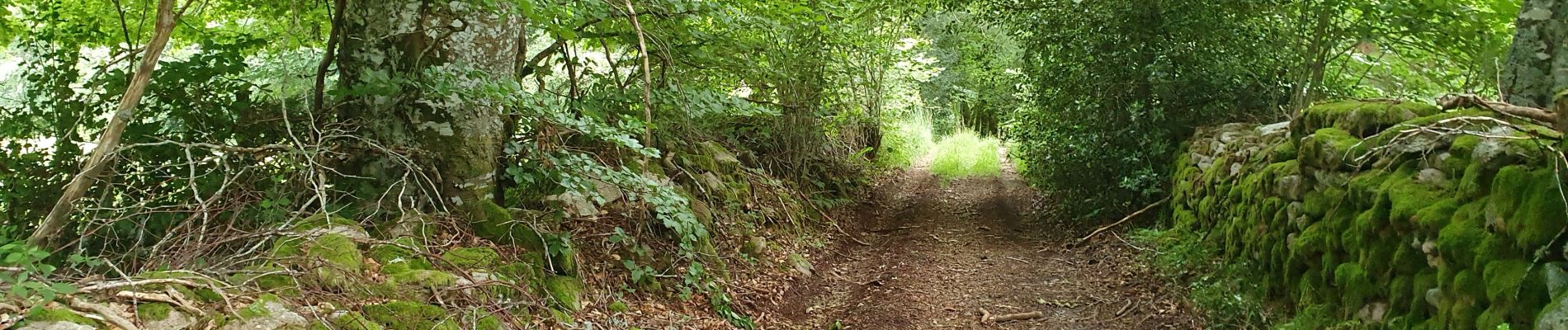 Excursión Senderismo Saint-Merd-les-Oussines - RA2020 MIV Tour Tourbière Loigeroux - Photo