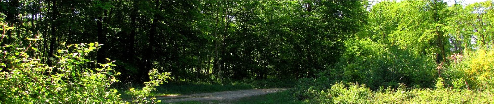 Tocht Stappen Trosly-Breuil - en forêt de Compiègne_28_les Tournantes sur le Mont Saint-Mard et sur le Mont Collet - Photo