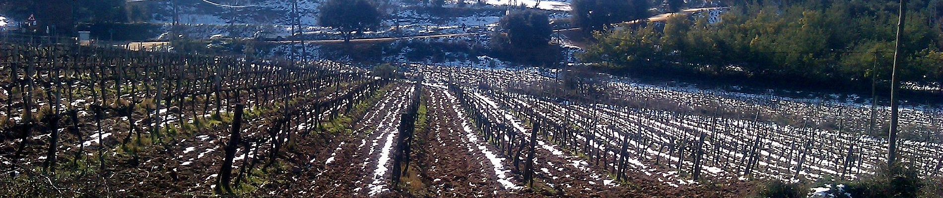 Percorso A piedi Vilassar de Dalt - Vilasar de Dalt-Roca d'en Toni - Photo