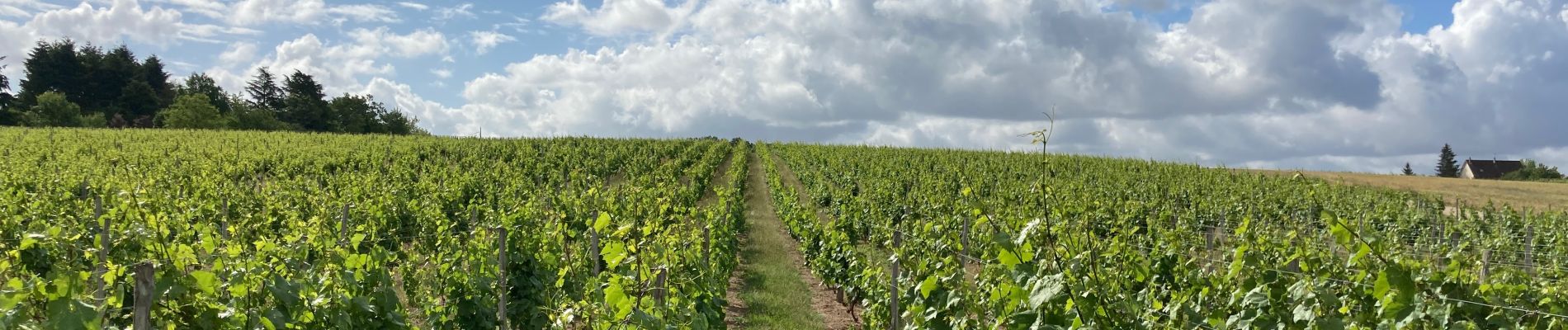 Excursión Bici eléctrica Mont-près-Chambord - Tour en sologne blois  - Photo