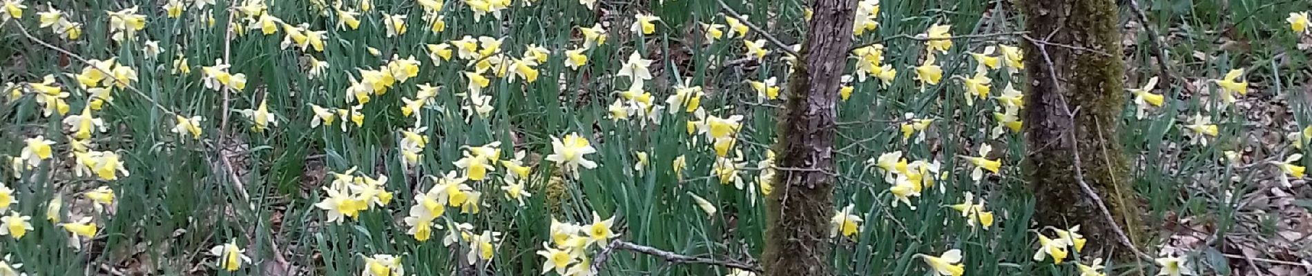 Tour Wandern Saint-Ythaire - Saint Ythaire  Les Jonquilles page 104 - Photo