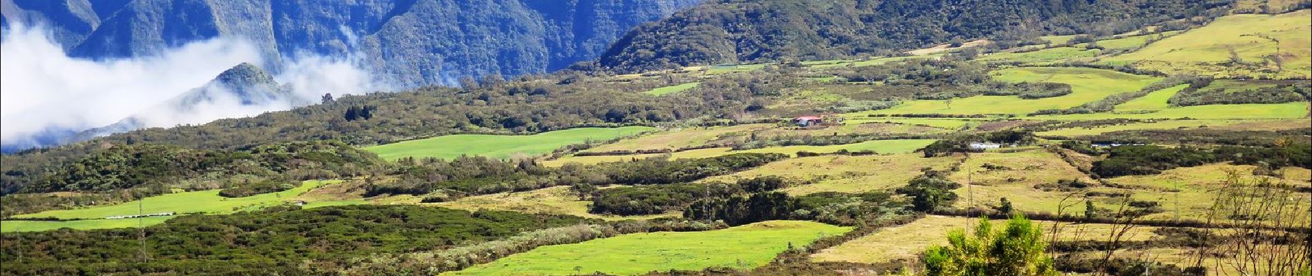 Tocht Stappen Le Tampon - Piton Dugain - Herbes blanches - Photo