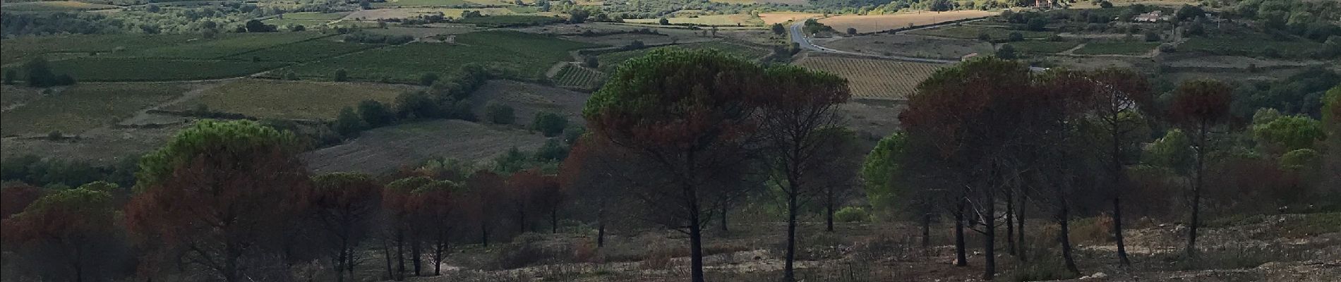 Trail Walking Murviel-lès-Béziers - Circuit le Pech Belet - Photo