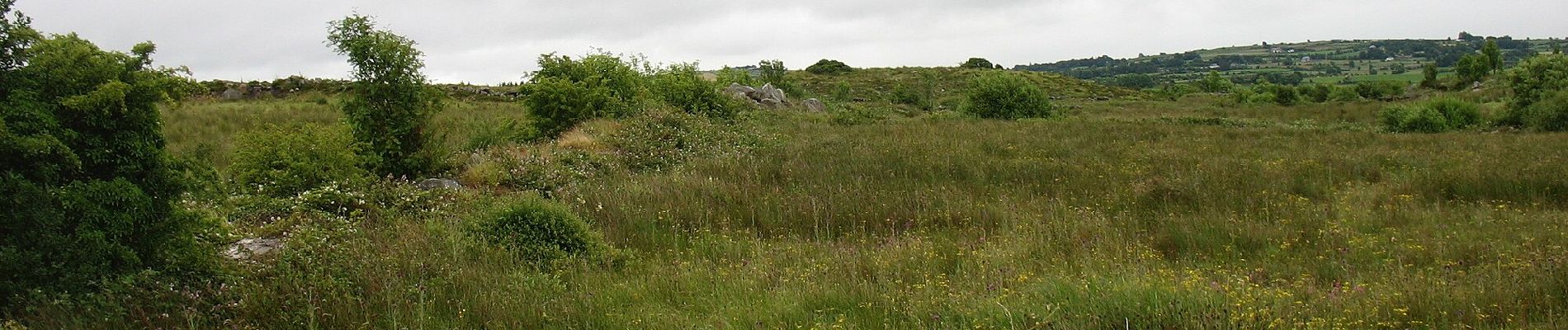 Excursión A pie Roscommon Municipal District - Slieve Dart - Photo