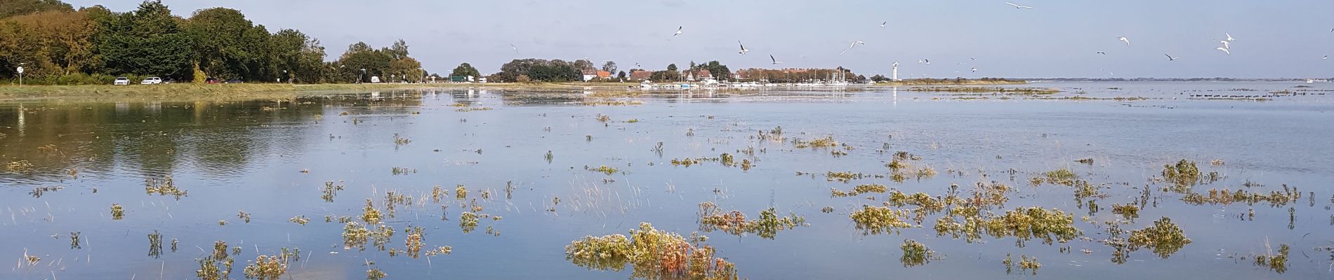 Trail Walking Saint-Valery-sur-Somme - Saint-Valery-sur-Somme-Marche-8-oct-2021--10-20 (merged) - Photo