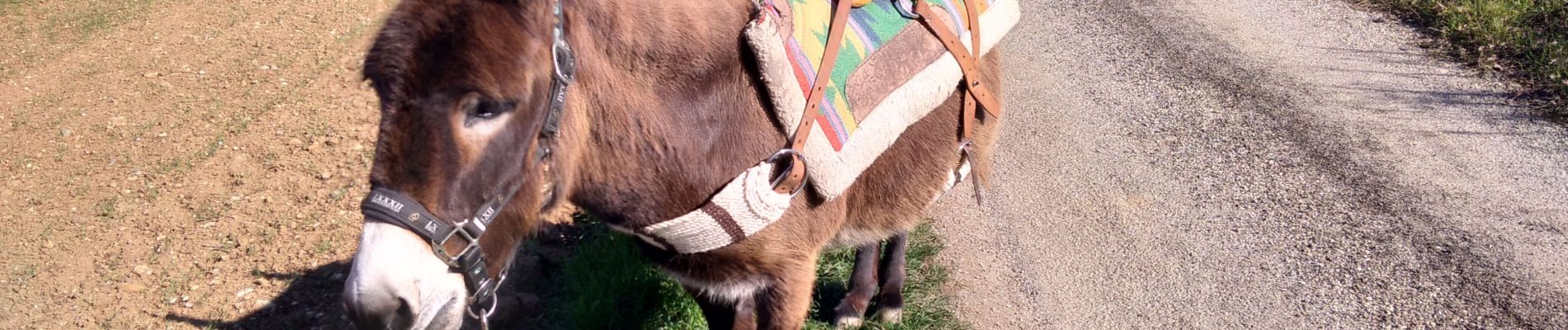 Percorso Trekking con gli asini Livron-sur-Drôme - Abiche toundra - Photo