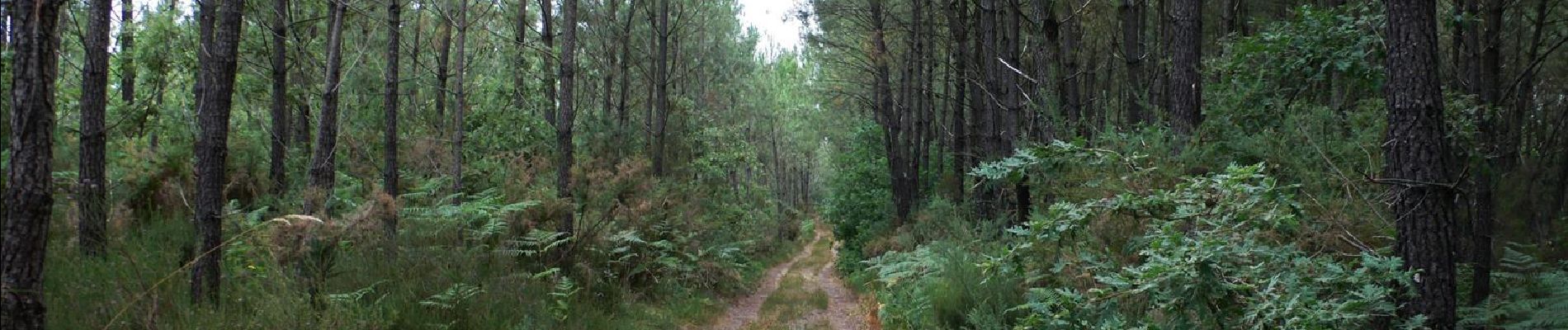 Tour Mountainbike Rion-des-Landes - 8999080-Vtt Piste_12-AOU-18  - Photo