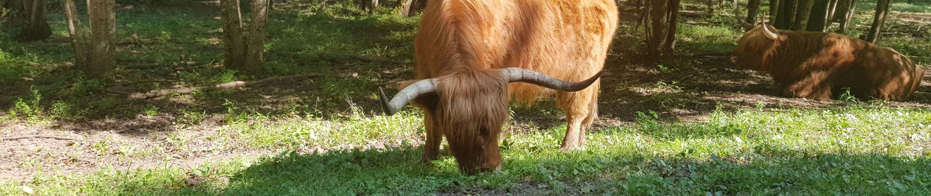 Randonnée Marche Dossenheim-sur-Zinsel - Les châtaignes version allongée  - Photo