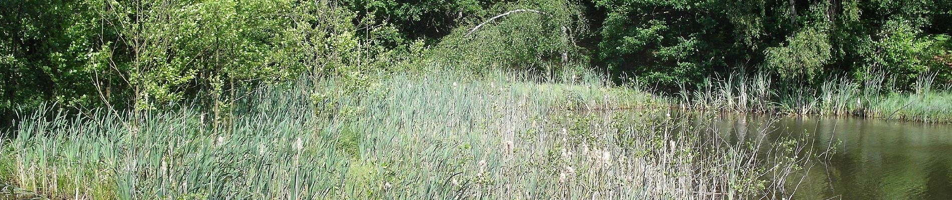 Tour Zu Fuß Tharandt - Grüner Punkt - Photo