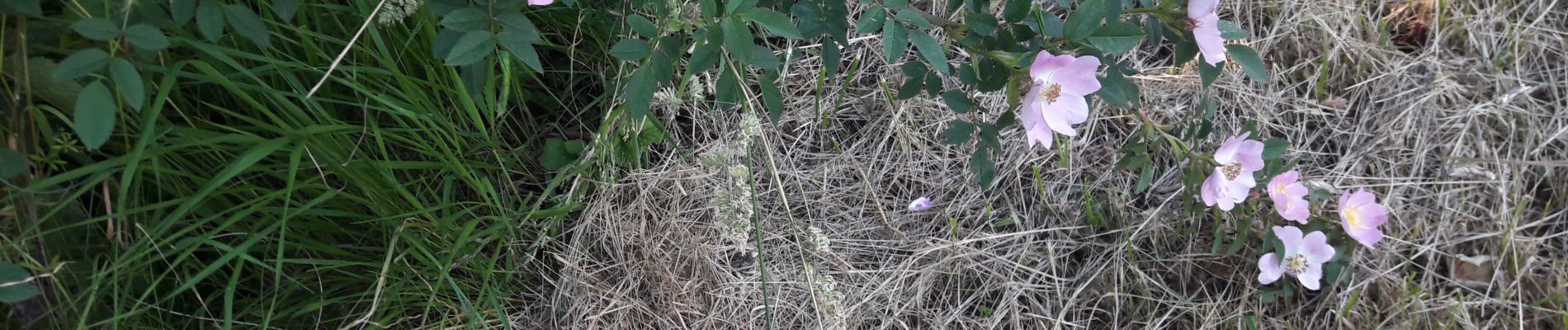 Trail Walking Mandeure - balade sympa  - Photo