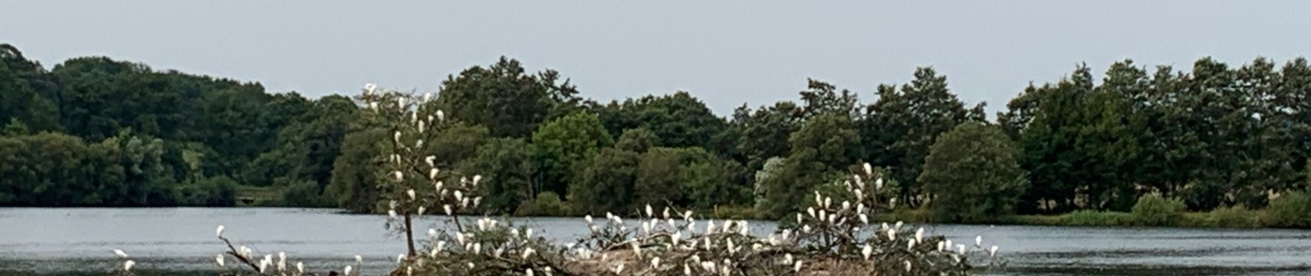 Tocht Stappen Couëron - Nantes Lac de Beaulieu  - Photo