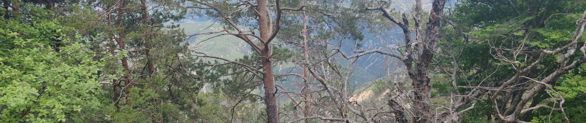 Trail Walking Beaumont-du-Ventoux - Vaucluse Mont Serein - Photo