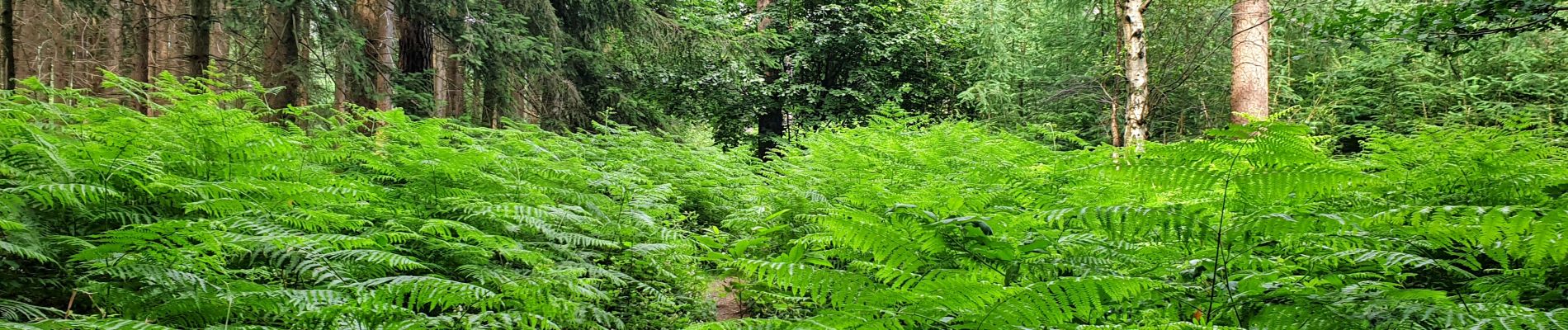 Percorso Marcia Tervuren - Arboretum - Kapucijnenbos - Photo