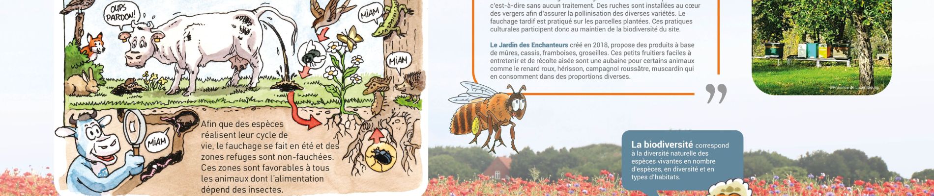 Point of interest Virton - Préservation de la biodiversité de la faune et de la flore - Photo