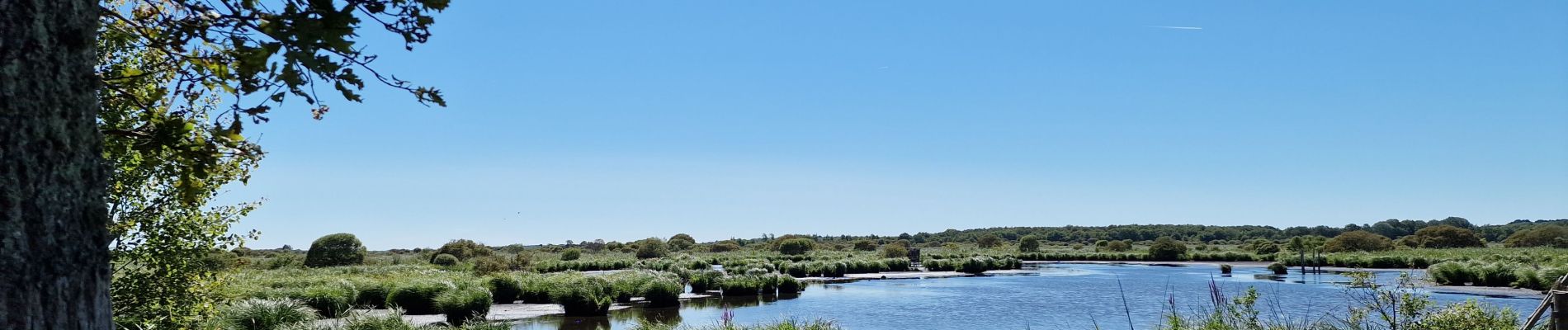 Excursión Senderismo La Chapelle-des-Marais - Ballade Le Héron à la Chapelle des Marais - Photo