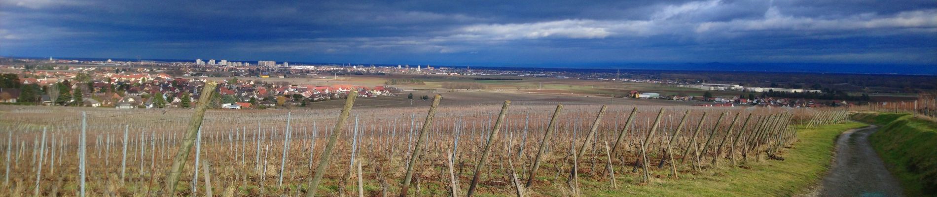 Tocht Stappen Wettolsheim - wettolsheim À travers vignes  - Photo