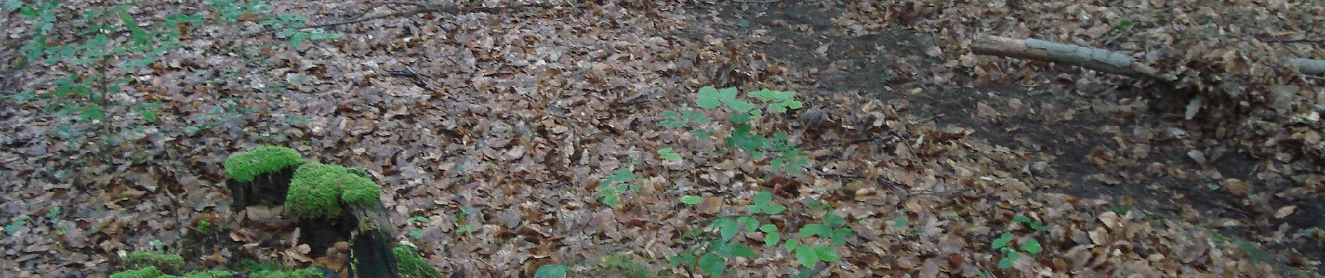 Randonnée A pied Sulzbach am Main - Schwarzer Keiler, Rundwanderweg Soden Wanderheim - Photo