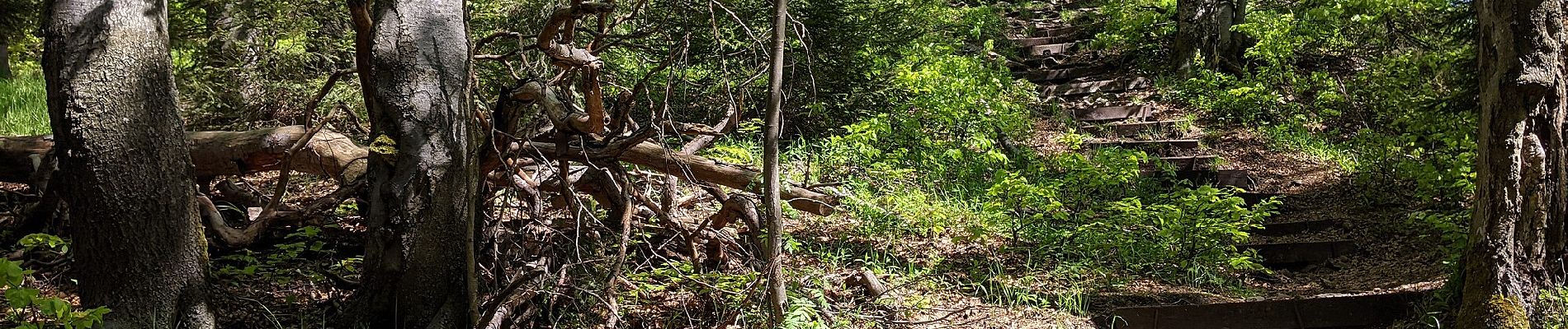 Percorso A piedi Kořenov - Tři Iseriny - Photo