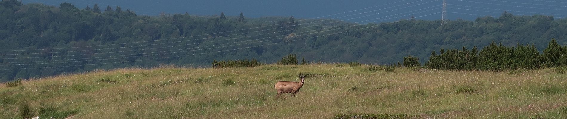 Tocht Stappen Ferrara di Monte Baldo - Parcours planifié le 18 juil. 2023 15:42:36 - Photo