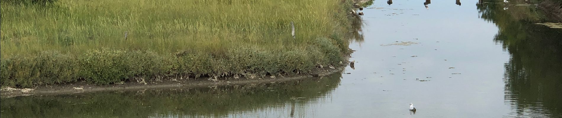 Trail Walking Mornac-sur-Seudre - Mornac - Photo