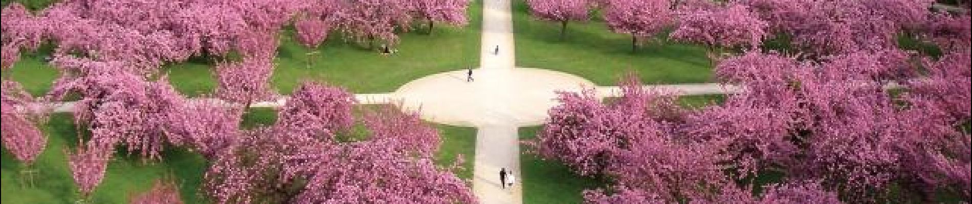 Punto de interés Sceaux - Cerisiers japonais - Photo