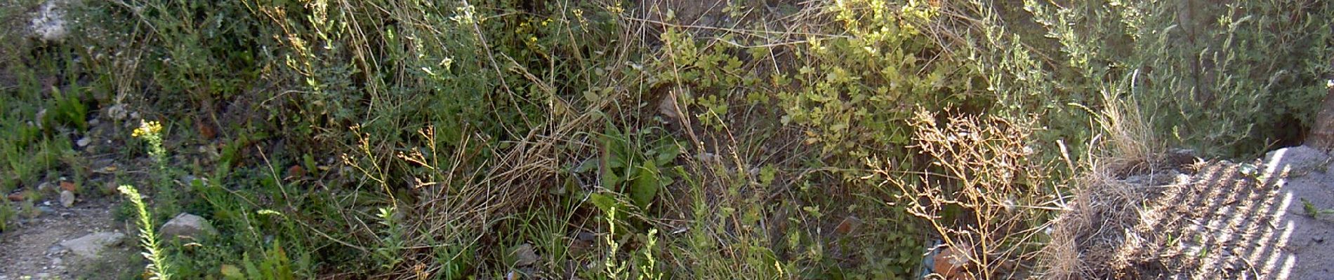 Randonnée A pied Poběžovice - naučná stezka Těžba živcu na Poběžovicku - Photo