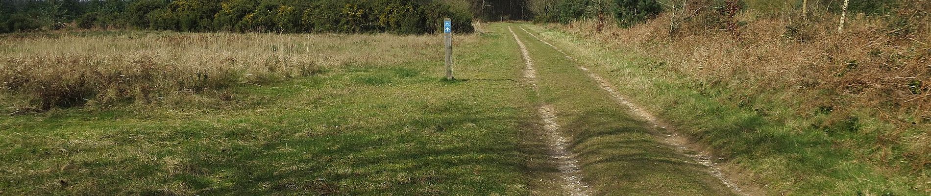 Tour Zu Fuß West Suffolk - Forest and Heath Trail - Photo