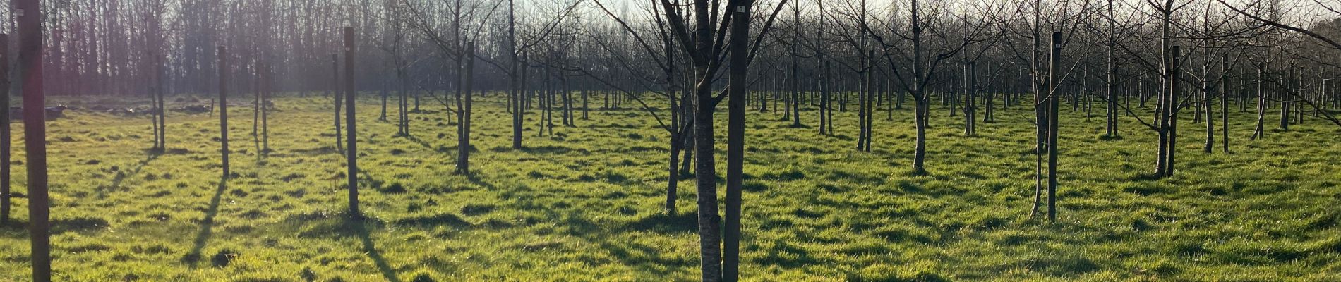 Tour Wandern Gerpinnes - Mars le printemps s’installe  - Photo