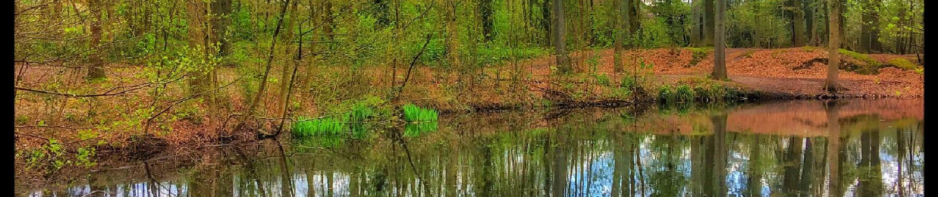 Trail Walking Fleurus - Balade dans le Bois de Soleilmont - Photo