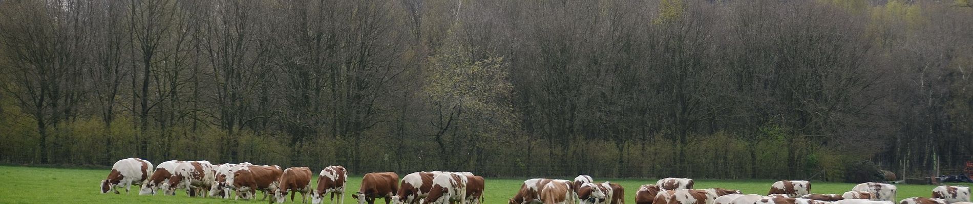 Randonnée A pied Arnhem - Deelerwoud - Groen - Photo