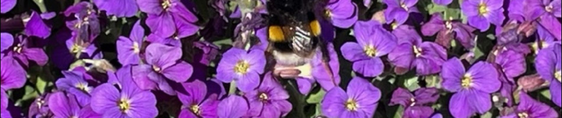 Point d'intérêt Cherier - Aubriète en parterre - Photo