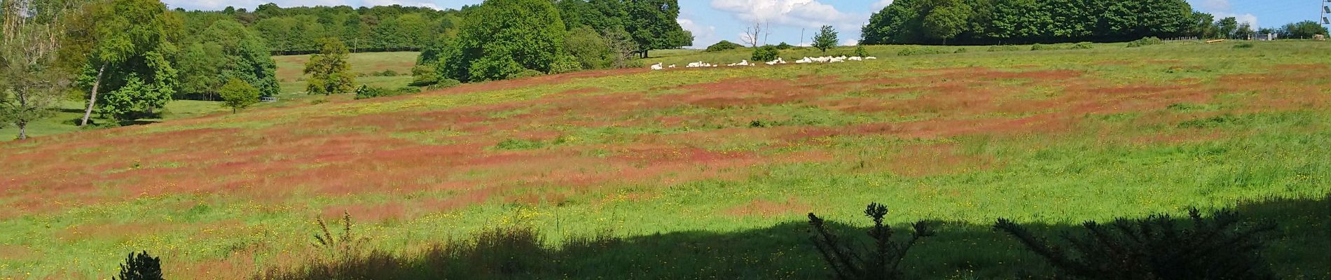 Percorso Marcia Chanceaux-sur-Choisille - Chanceaux-sur-Choisille - Sentier découverte - 14.1km 130m 2h55 - 2019 05 12 - Photo