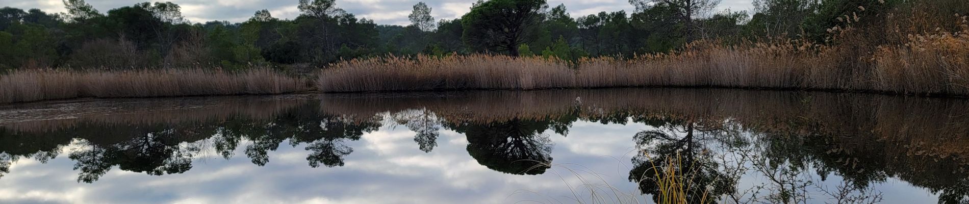 Tour Wandern Puget-sur-Argens - La Lieutenante (D.R ) - Photo