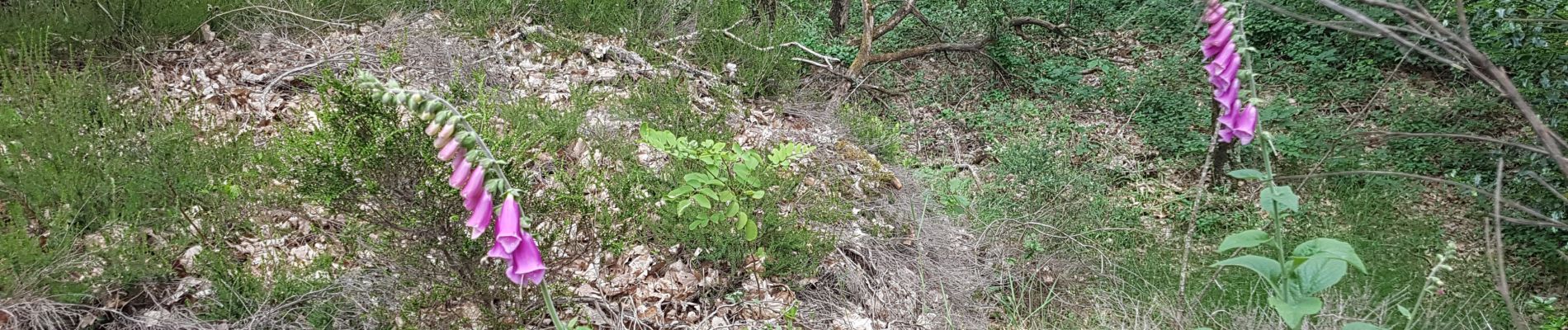 Tocht Stappen Bruyères-le-Châtel - Essonne_Fontenay-Les-Briis=>LaRocheTurpin - Photo