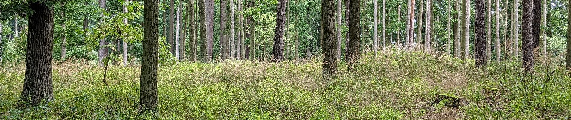 Tour Zu Fuß Moldautein - NS Semenec - Photo