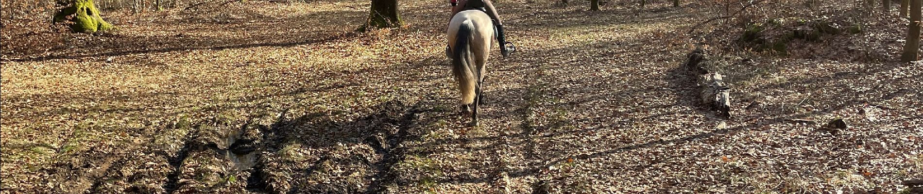 Tour Reiten Habich - Marbehan par le Trou du Bois - Photo