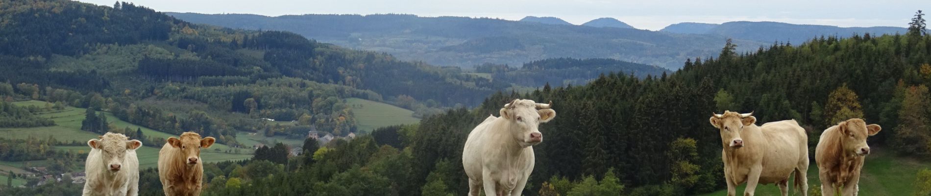 Randonnée Randonnée équestre Ban-de-Laveline - 2018-10-11 Rando CVA Vosges Prof Ban De Laveline Taintrux - Photo