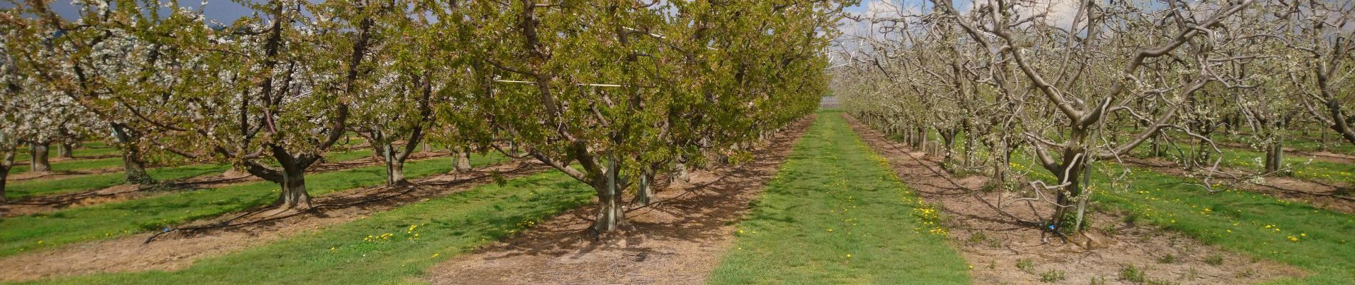 Tocht Stappen Ammerschwihr - Entre vergers et vignes de Sigolsheim  - Photo