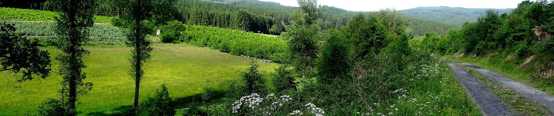 Tocht Te voet Bestwig - Nuttlar Rundweg N5 - Photo