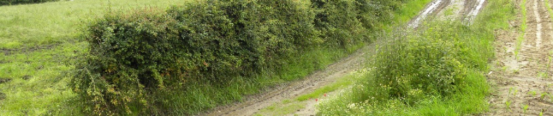 Percorso A piedi Tongeren - Berg Rode pijl - Photo