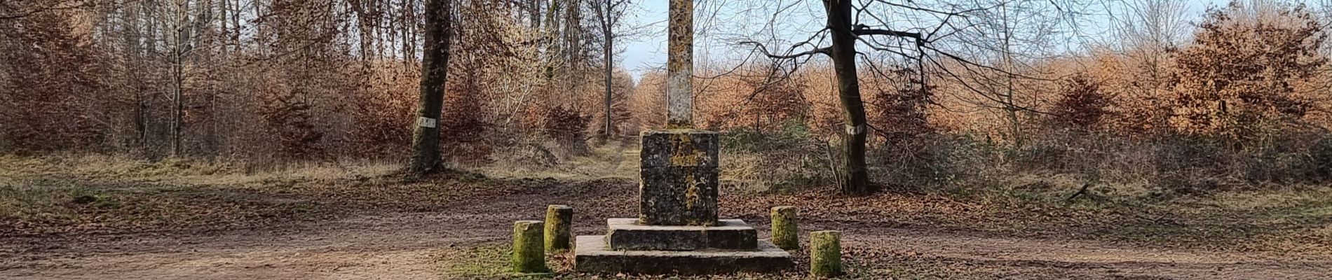 Tour Wandern Verneuil-en-Halatte - 2022-01-30 balade nous samy nouveau grand tour départ vers marronniers retour fond ste geneviève  - Photo